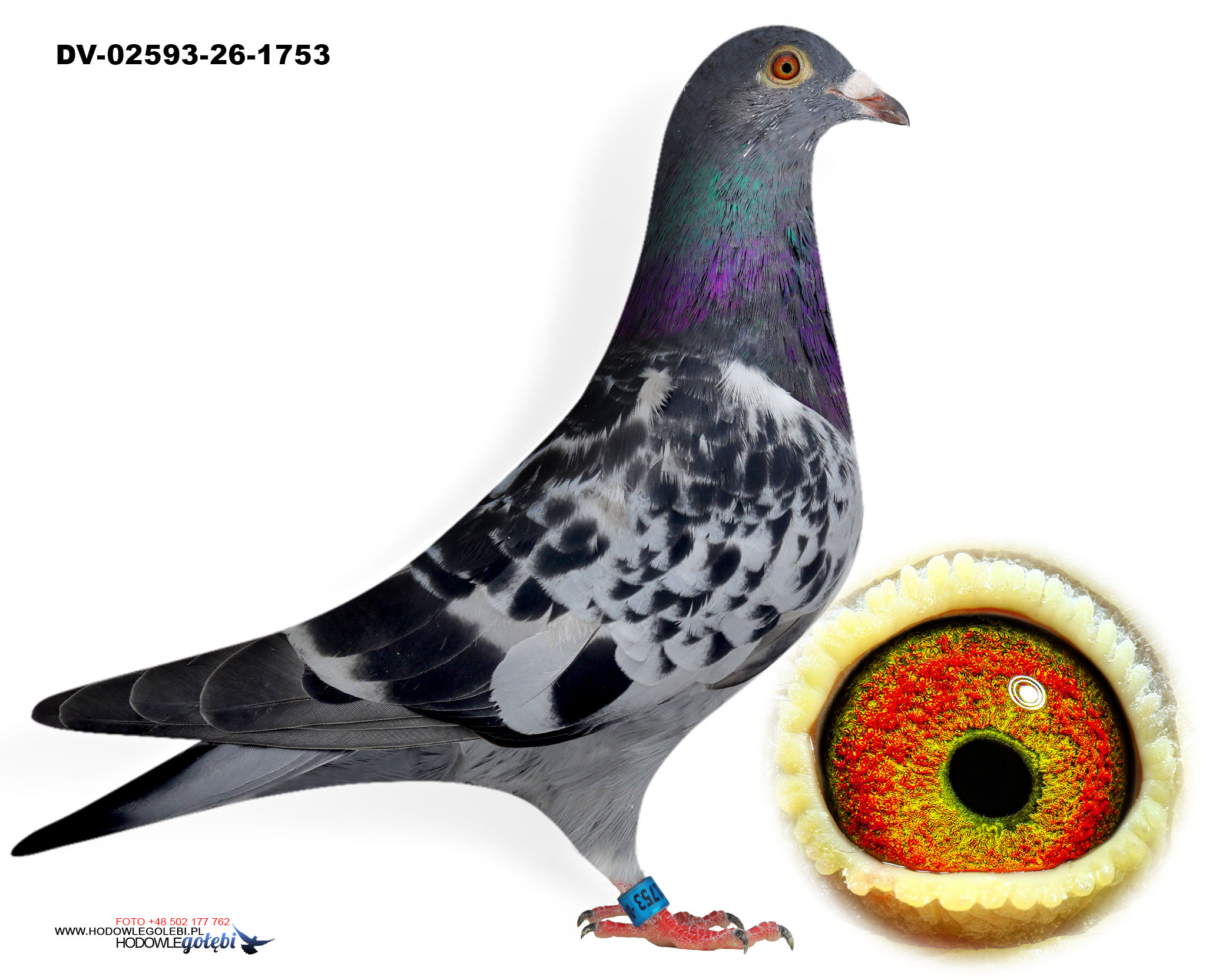 DV-02593-26-1753, zdjęcie 1