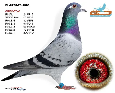 PL-0178-26-1609
