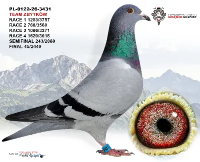 PL-0122-26-3431