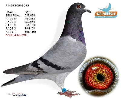PL-013-26-6022
