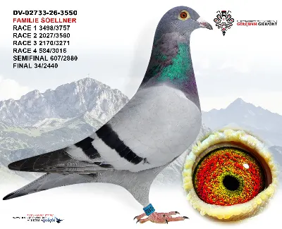 DV-02733-26-3550
