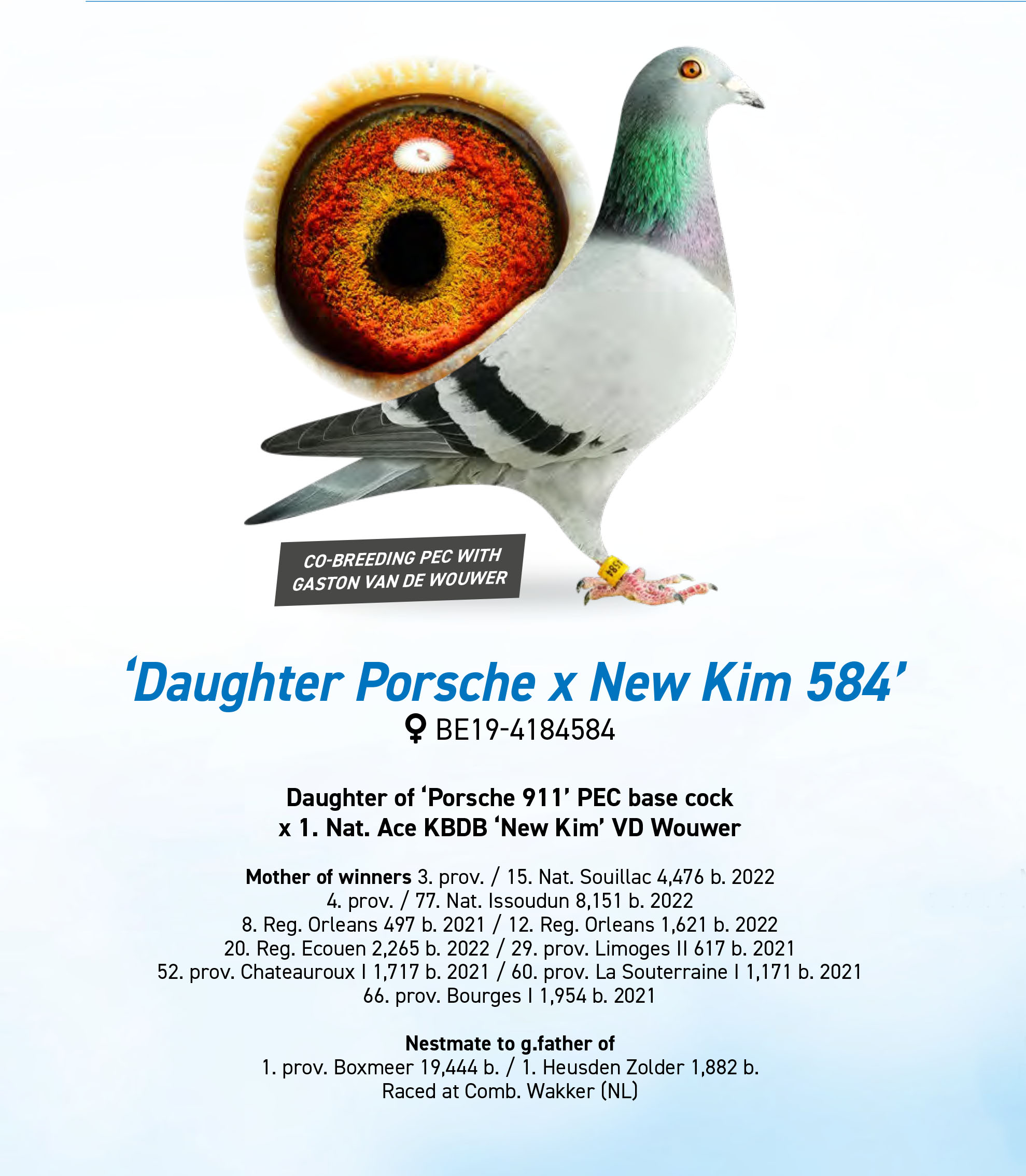 █▬█ █ ▀█▀ Syn Porsche 911, zdjęcie 3