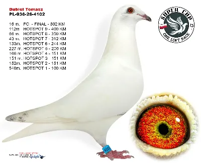 PL-036-26-4102