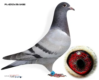 PL-0205-26-5480