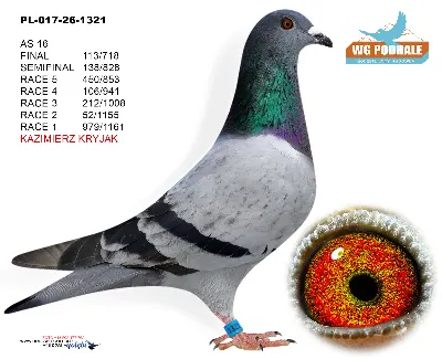 PL-017-26-1321