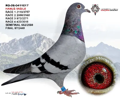 RO-26-0411017