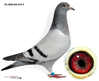 PL-050-26-3273
