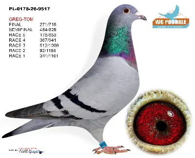 PL-0178-26-9517