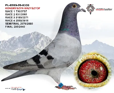 PL-0289-26-8335