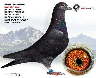 Czarny Zloty Medalista